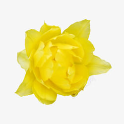 鲜花背景花卉图案黄色花朵素材