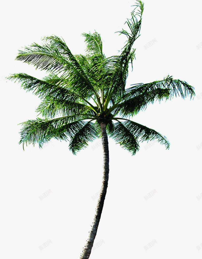 摄影绿色的大树棕榈树png免抠素材_新图网 https://ixintu.com 大树 摄影 棕榈树 绿色