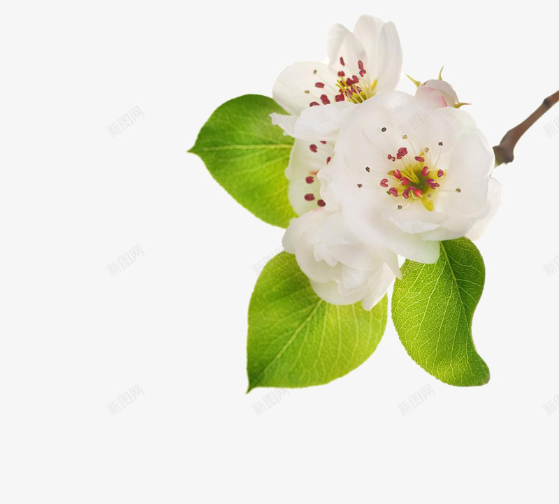 白色鲜花花簇和绿叶png免抠素材_新图网 https://ixintu.com 梅花 白色 绿叶 花簇 花蕊 鲜花