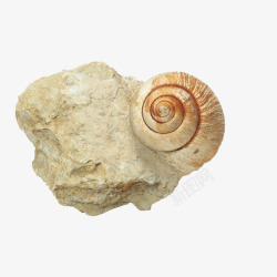 长在石头上的蜗牛化石素材