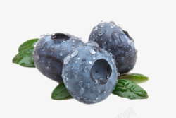 笃实物带叶子的水珠野生蓝莓高清图片