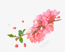 粉红色水彩桃花枝装饰图案素材