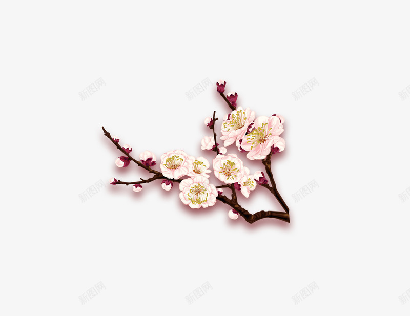 梅花png免抠素材_新图网 https://ixintu.com png 冬季素材 梅花 白色 花枝
