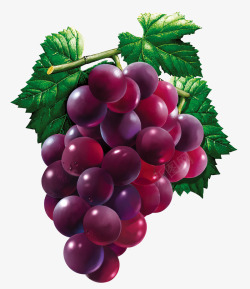 滴水珠手绘紫色滴水珠的葡萄高清图片