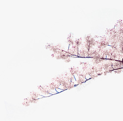 粉色梅花树枝素材