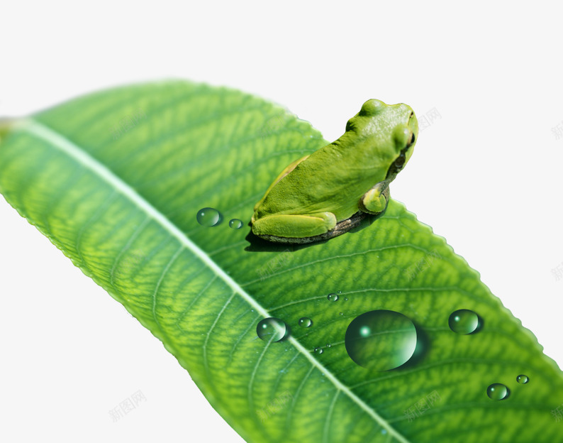 树叶上的水滴和青蛙psd免抠素材_新图网 https://ixintu.com 叶子 水滴 水珠 绿叶 绿色素材 青蛙