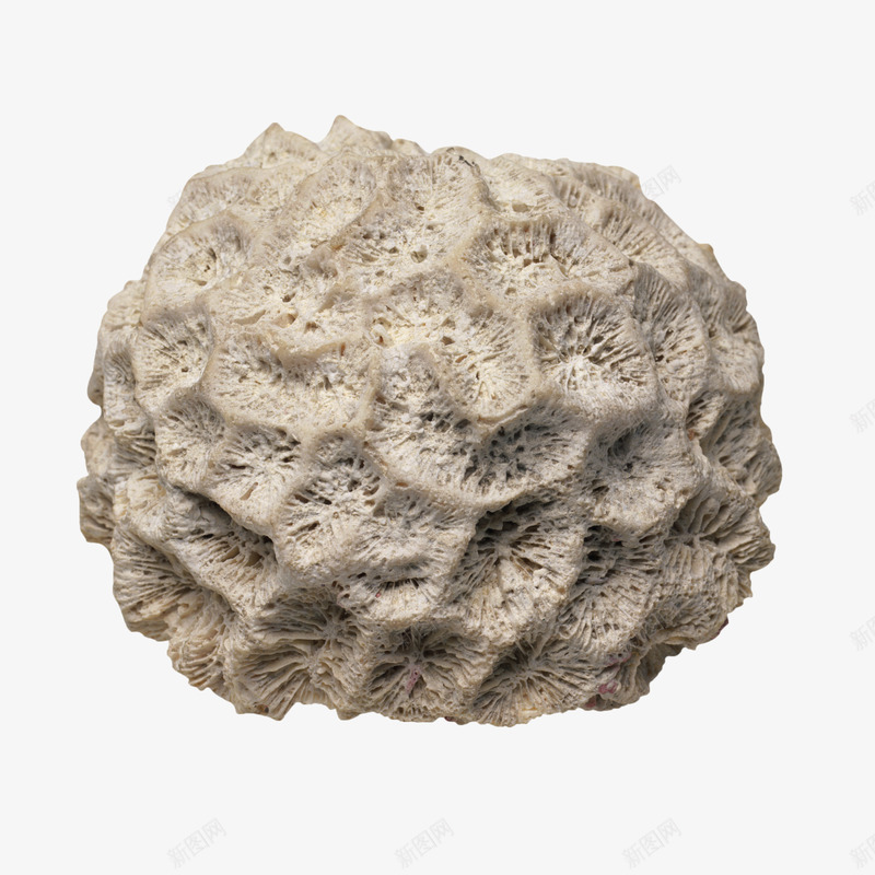 珊瑚石png免抠素材_新图网 https://ixintu.com 灰白色 珊瑚石 石头 装饰品