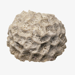 白色的装饰品珊瑚石高清图片