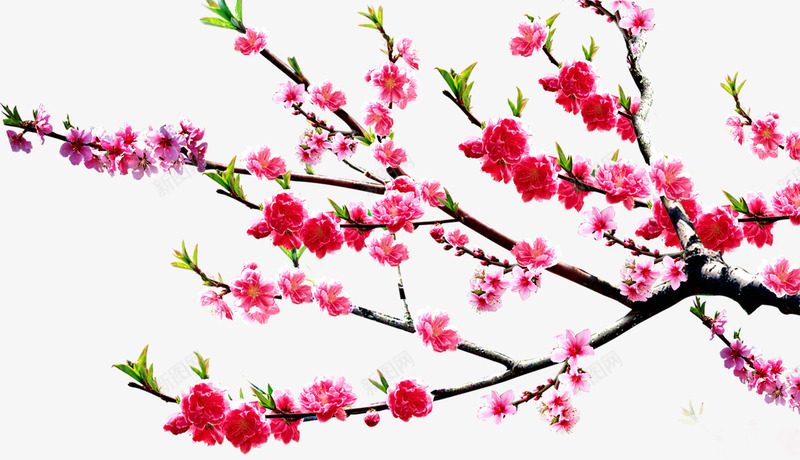 粉色美丽古典梅花植物png免抠素材_新图网 https://ixintu.com 古典 梅花 植物 粉色 美丽