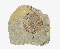 收藏树叶灰色树叶化石实物高清图片