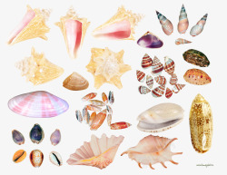 创意扇贝创意扇贝海螺合集高清图片