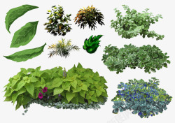 各种盆栽植物素材