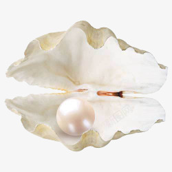 贝壳装饰品珍珠海产高清图片