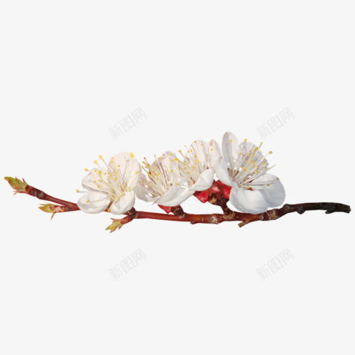 一枝梅花png免抠素材_新图网 https://ixintu.com 手绘 梅花 植物 白色的花 装饰图案