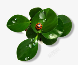 绿色虫子桌面绿色植物高清图片