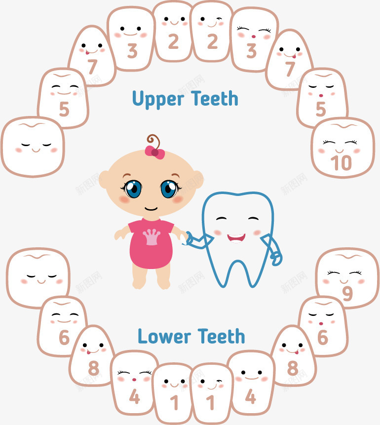 可爱卡通牙齿注解png免抠素材_新图网 https://ixintu.com 图示 婴儿 婴儿牙齿 教育