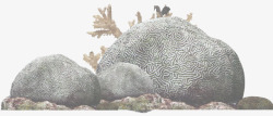 海底珊瑚石头素材