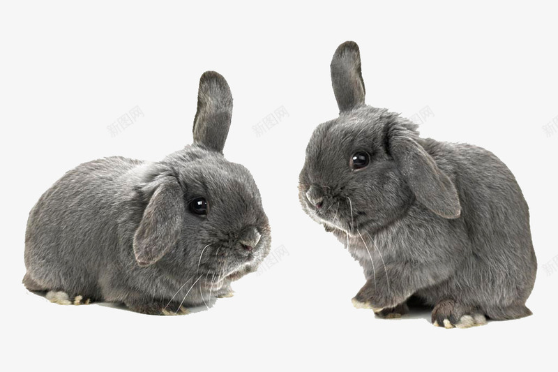 兔子黑兔子垂耳兔可爱动png免抠素材_新图网 https://ixintu.com 兔子 动物 可爱 垂耳兔 宠物 黑兔子