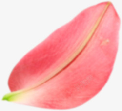 粉红花瓣装饰素材