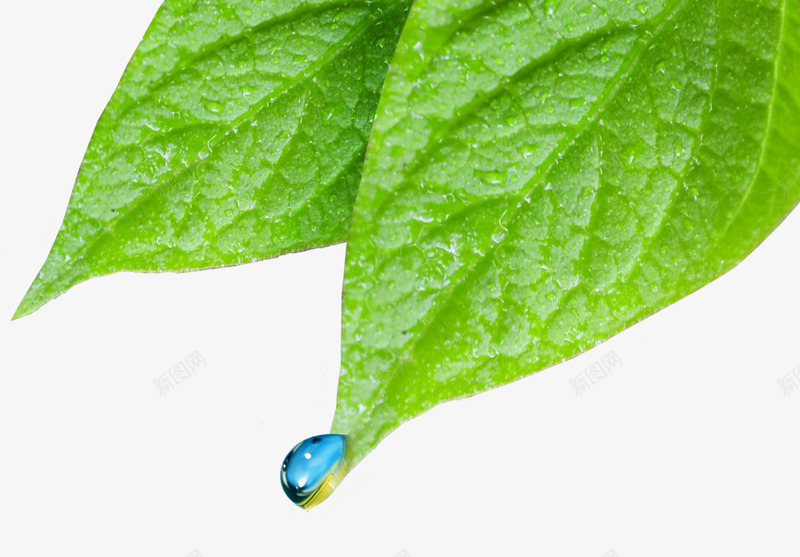 带蓝色水滴的绿色叶子png免抠素材_新图网 https://ixintu.com 叶子 树叶 水滴 绿色