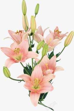 粉红花朵花苞装饰素材