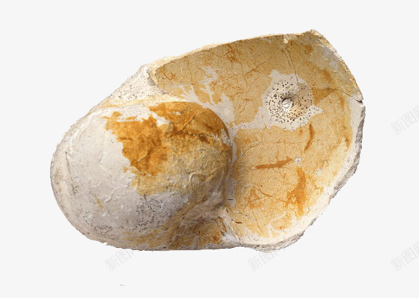 黄色动物壳化石png免抠素材_新图网 https://ixintu.com 动物 化石 历史 年轮 石头 黄色