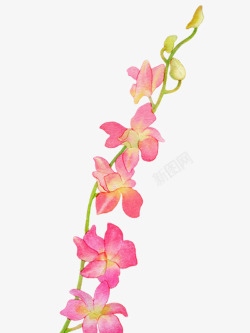 粉红色的手绘蝴蝶兰素材