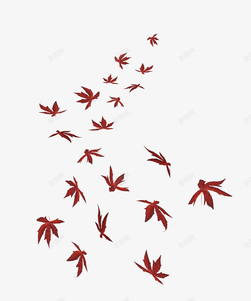 枫叶植物飞舞png免抠素材_新图网 https://ixintu.com 枫叶 植物 溅起 破碎 飞舞