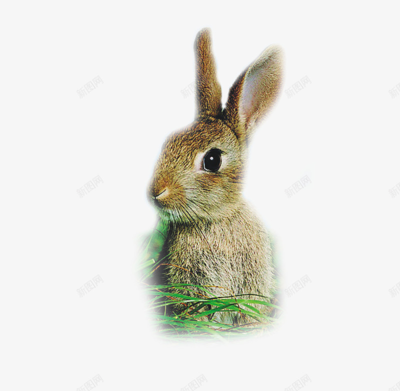 兔子爱草丛png免抠素材_新图网 https://ixintu.com 兔子 动物 小花兔 草丛