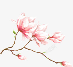 创意手绘合成粉红色的花卉植物素材