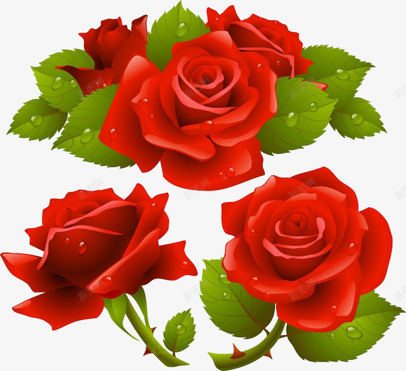 红玫瑰和绿叶水珠png免抠素材_新图网 https://ixintu.com 水珠 玫瑰 红玫瑰 绿叶