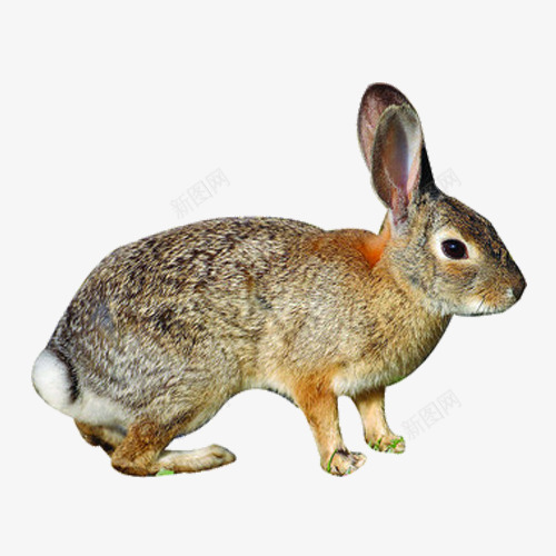 可爱小兔子png免抠素材_新图网 https://ixintu.com 侧视图 可爱 小兔子 野兔
