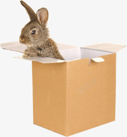 小动物在盒子里素材
