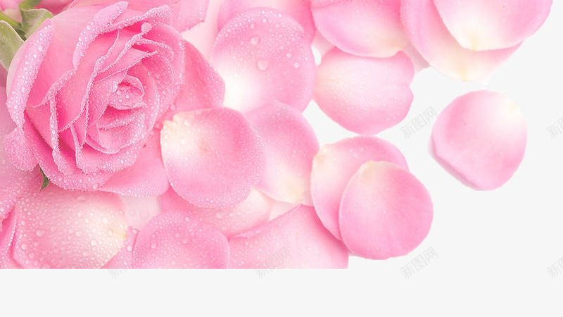 粉色玫瑰png免抠素材_新图网 https://ixintu.com 水滴 清晰 玫瑰 花瓣
