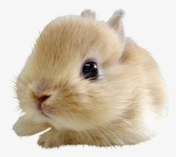 小黄兔兔子高清图片