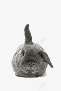 兔子黑兔子垂耳兔可爱动素材