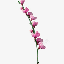 粉红木兰花素材