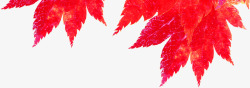 金秋十月红色枫叶素材