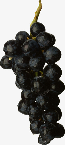 葡萄串免抠素材紫葡萄串高清图片