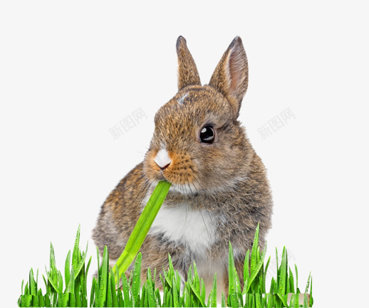 小兔子png免抠素材_新图网 https://ixintu.com 可爱的兔子 毛茸茸的小动物图片 草丛中的小兔子 草地图片