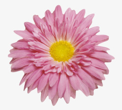 层叠花瓣粉红色有观赏性黄色花芯的一朵大高清图片