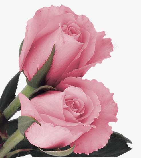 两朵粉红玫瑰花装饰png免抠素材_新图网 https://ixintu.com 两朵 图片 玫瑰花 粉红 装饰