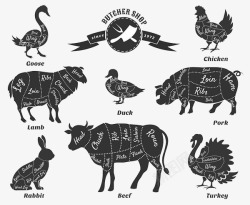牛分割部位动物部位划分高清图片