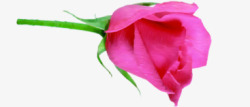 粉红色玫瑰海报背景七夕情人节素材