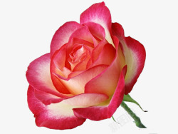 一束鲜艳的玫瑰花素材