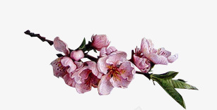 粉色新鲜花朵植物梅花png免抠素材_新图网 https://ixintu.com 新鲜 梅花 植物 粉色 花朵