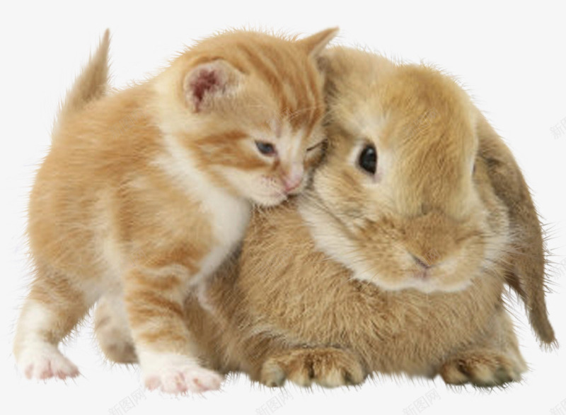卡通卡通猫咪和兔子图标png_新图网 https://ixintu.com 兔子 动物图标 卡通动物 手绘动物素材 猫咪