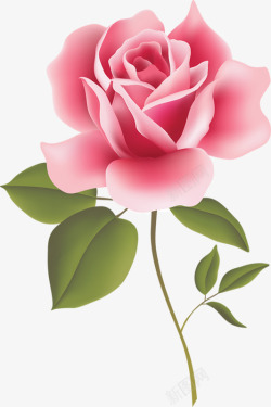 粉红彩绘玫瑰花装饰素材