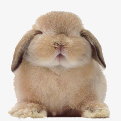 胖脸眯眼兔子高清图片