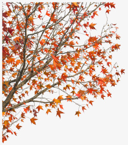 一颗北美枫香树红色北美枫香树高清图片